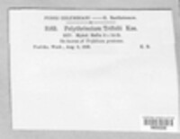 Polythrincium trifolii image